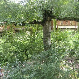 Rostock Zoo - Red-handed tamarin exhibit