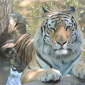 Philadelphia Zoo`s New Tiger