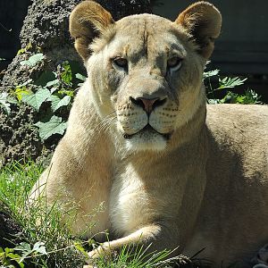 Lioness Close Up Philadelphia Zoo