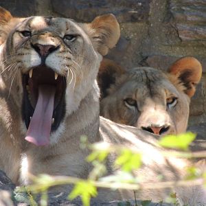 Lioness Yawning