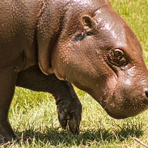 Aug. 2017 - Jungle Odyssey - Pygmy Hippo - Jahari