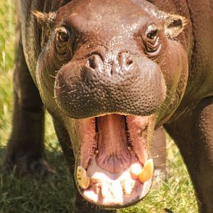 Aug. 2017 - Jungle Odyssey - Pygmy Hippo - Jahari