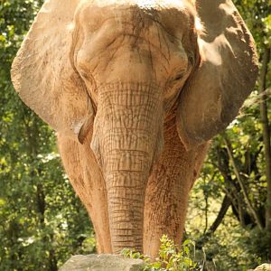 Aug. 2017 - African Savanna - Bush Elephant