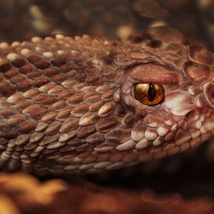 Aug. 2017 - World Of Disocvery - Neotropical Rattlesnake
