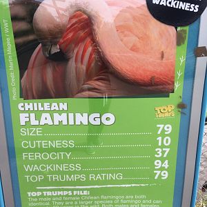Chilean Flamingo Top Trump