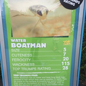 Water Boatman Top Trump