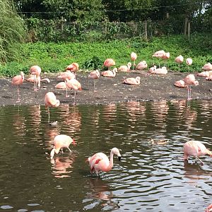 Chilean Flamingoes