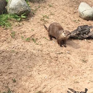 Asian Short Clawed Otter