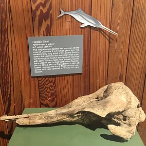 Parapontoporia wilsoni