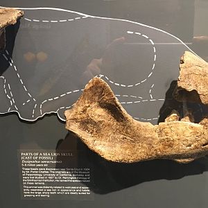 Dusignathus santacruzensis