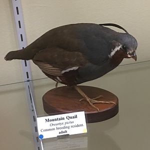 Mountain quail (Oreortyx pictus)