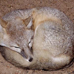 Swift fox