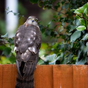 Juvenile Or Female Sparrowhawk
