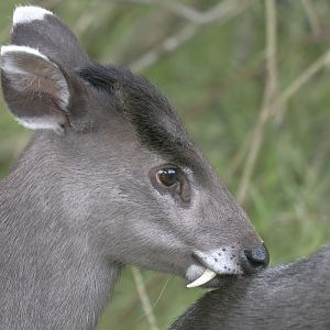 Michie's tufted deer