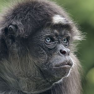 Colombian brown spider monkey