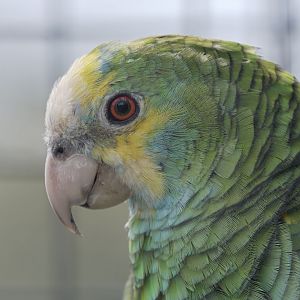 Yellow-shouldered amazon