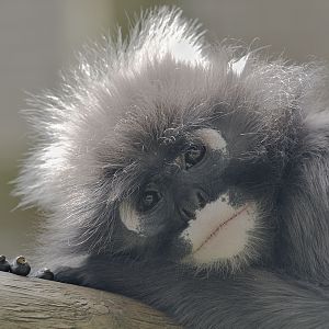 Spectacled langur