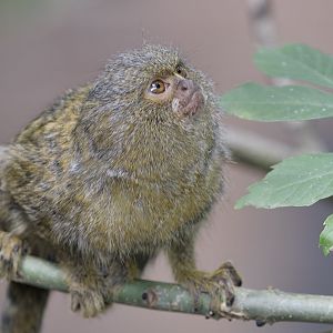 Pygmy marmoset
