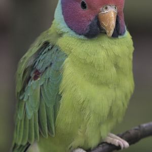Plum-headed parakeet