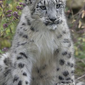 Snow leopard cub