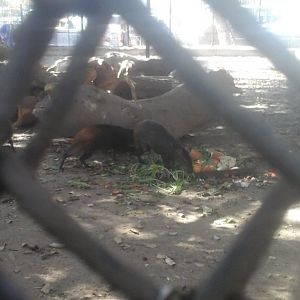 Agouti Enclosure in Giza Zoo