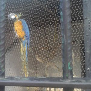 Blue and Gold Macaw in Giza Zoo