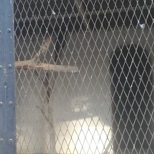 Palm Cockatoo in Giza Zoo