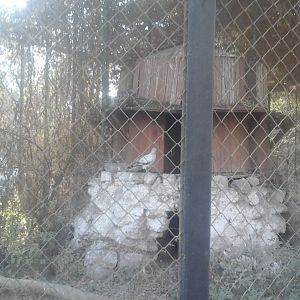 Egyptian vulture in Birds of Prey Aviary in Giza Zoo