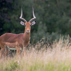 Impala : Whipsnade : 20 Aug 2017