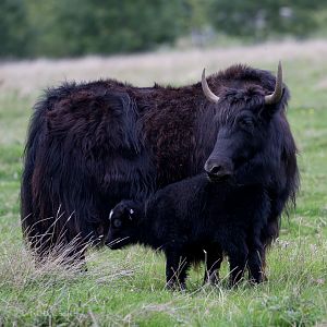 Domestic yak : Whipsnade : 20 Aug 2017