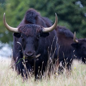 Domestic yak : Whipsnade : 20 Aug 2017