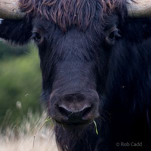 Domestic yak : Whipsnade : 20 Aug 2017