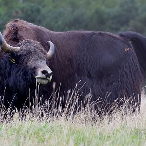 Domestic yak : Whipsnade : 20 Aug 2017