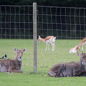 Nilgai : Whipsnade : 20 Aug 2017