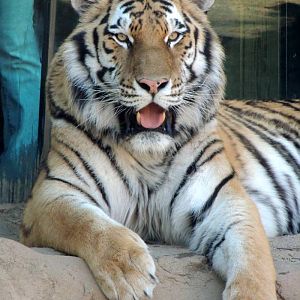 Philadelphia  Zoo Tiger