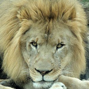 Philadelphia Zoo Male Lion Close Up
