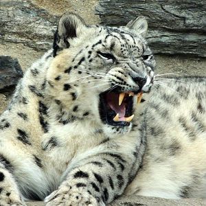 Philadelphia Zoo Snow Leopard Yawning