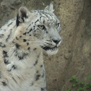 Philadelphia Zoo Snow Leopard