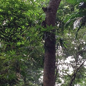 Malayan Colugo (Galeopterus variegatus) - wild