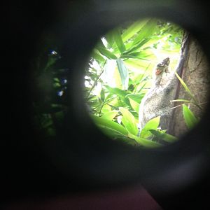 Malayan Colugo (Galeopterus variegatus) - wild