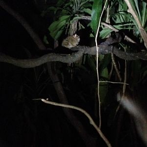 Spectral Tarsier (Tarsius spectrum)