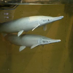 Longnose gar