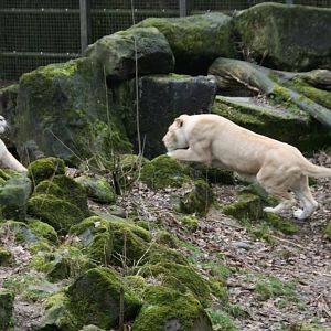 playing lions