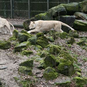 playing lions