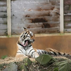 female siberian tiger