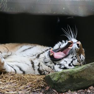 male siberian tiger