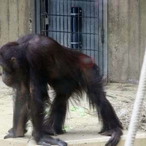 young male Bornean orangutan