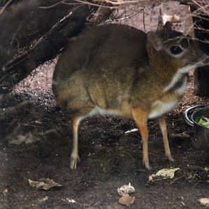 Mouse deer