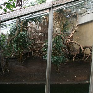 Mouse deer enclosure