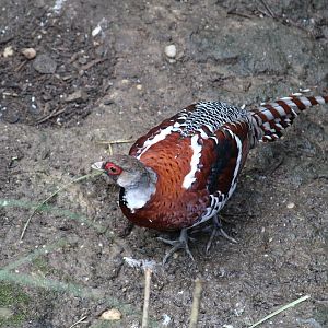 Elliot's Pheasant